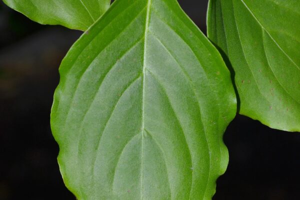 Cornus kousa - Leaf