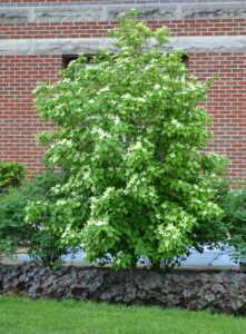 Cornus kousa - Overall Habit