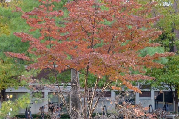 Cornus kousa - Fall Color