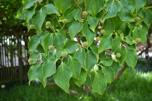 Cornus kousa - Immature Fruit