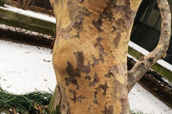 Cornus kousa - Bark