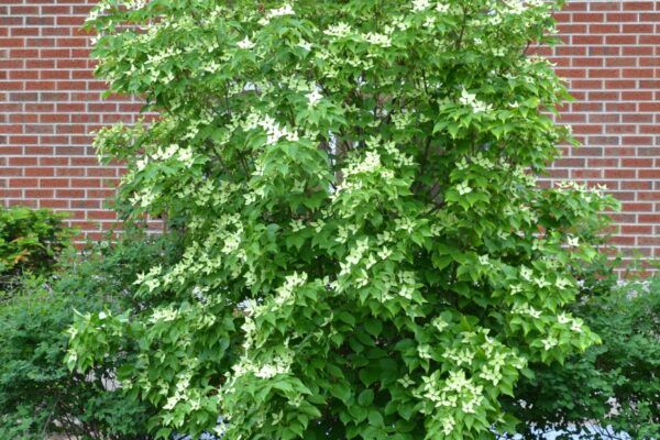 Cornus kousa - Overall Habit