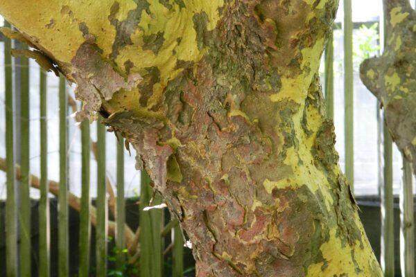 Cornus kousa - Bark