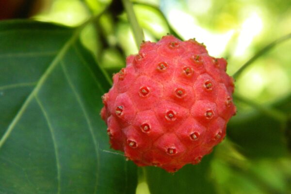 Cornus kousa - Fruit