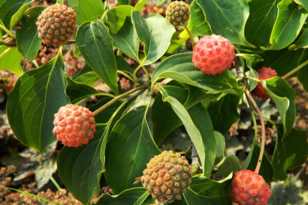 Cornus kousa var. chinensis ′Milky Way′ - Fruit & Foliage
