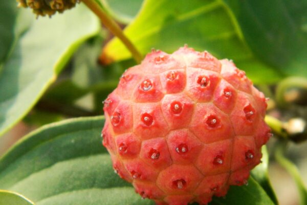 Cornus kousa var. chinensis ′Milky Way′ - Fruit