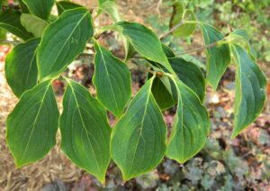Cornus kousa var. chinensis ′Milky Way′ - Foliage