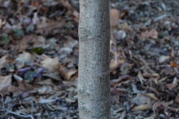 Cornus kousa var. chinensis ′Milky Way′ - Bark
