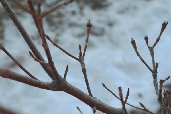Cornus kousa var. chinensis ′Milky Way′ - Buds