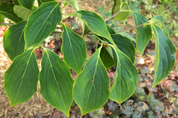 Cornus kousa var. chinensis ′Milky Way′ - Foliage