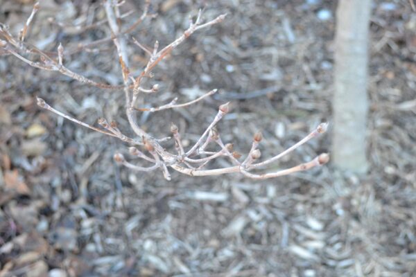 Cornus kousa var. chinensis ′Milky Way′ - Buds