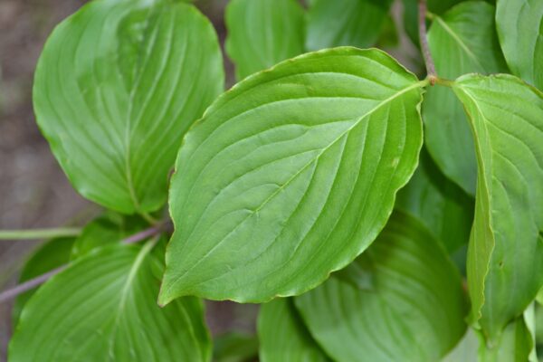 Cornus mas - Leaf