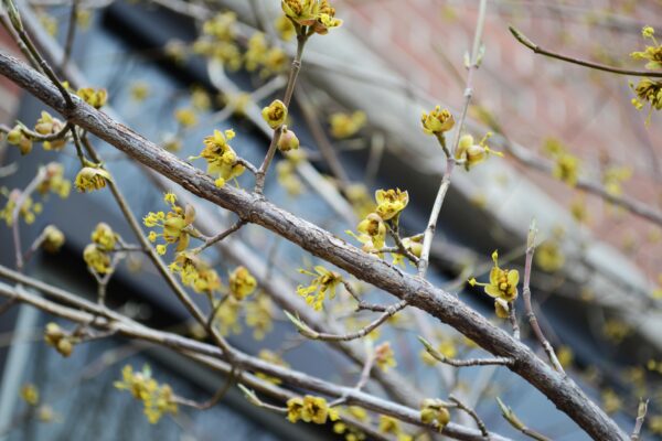 Cornus mas - Flowers