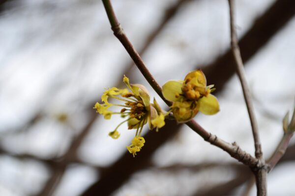 Cornus mas - Flowers