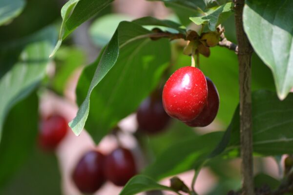 Cornus mas - Ripe Fruit