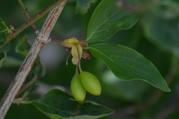 Cornus mas - Unripe Fruit