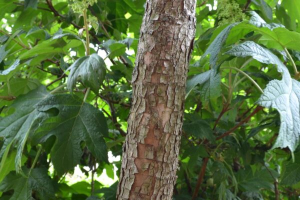 Cornus mas - Bark