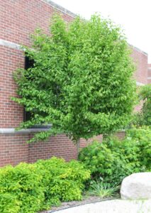 Cornus mas - Overall Habit