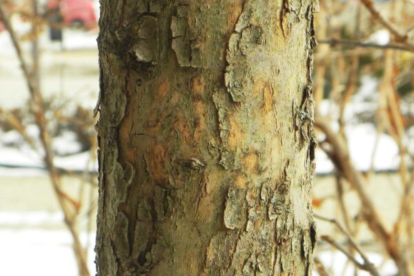 Cornus mas - Bark