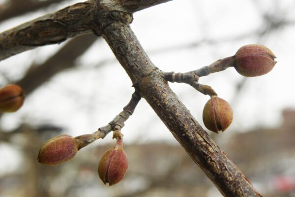Cornus mas - Buds & Stem