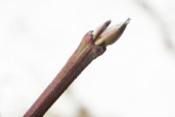 Cornus mas - Leaf Bud
