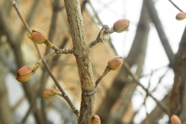 Cornus mas - Stem & Buds