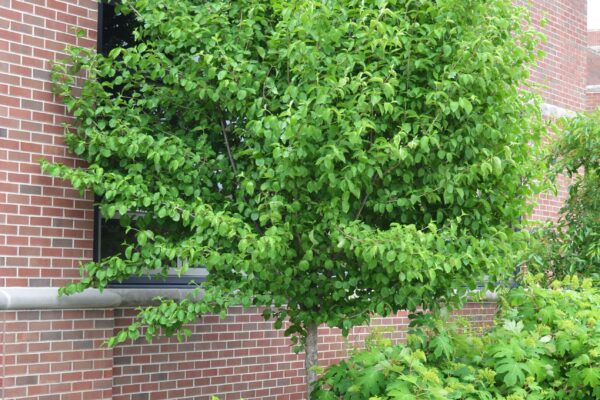 Cornus mas - Overall Habit