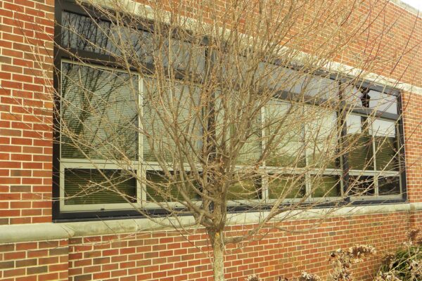 Cornus mas - Winter Habit