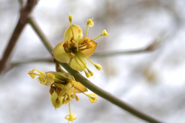 Cornus mas - Flowers
