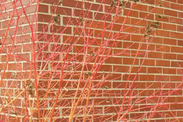 Cornus sanguinea ′Midwinter Fire′ - Winter Interest - Stem Color