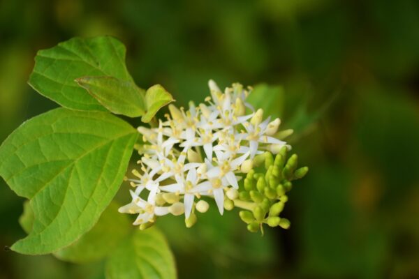 Cornus sanguinea ′Midwinter Fire′ - Flowers