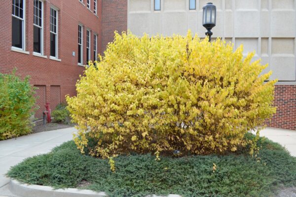 Cornus sanguinea ′Midwinter Fire′ - Fall habit