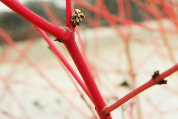 Cornus sanguinea ′Midwinter Fire′ - Twig Color & Buds