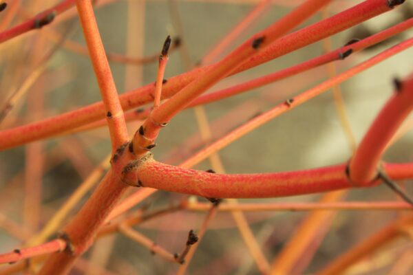 Cornus sanguinea ′Midwinter Fire′ - Twigs in Winter