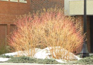 Cornus sanguinea ′Midwinter Fire′ - Winter Habit