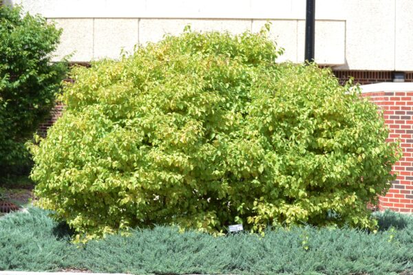 Cornus sanguinea ′Midwinter Fire′ - Summer Habit