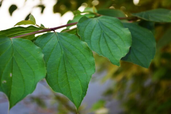 Cornus sanguinea ′Midwinter Fire′ - Leaves