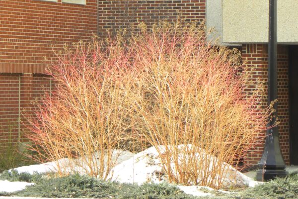 Cornus sanguinea ′Midwinter Fire′ - Winter Habit