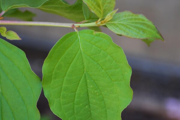 Cornus sanguinea ′Midwinter Fire′ - New Growth