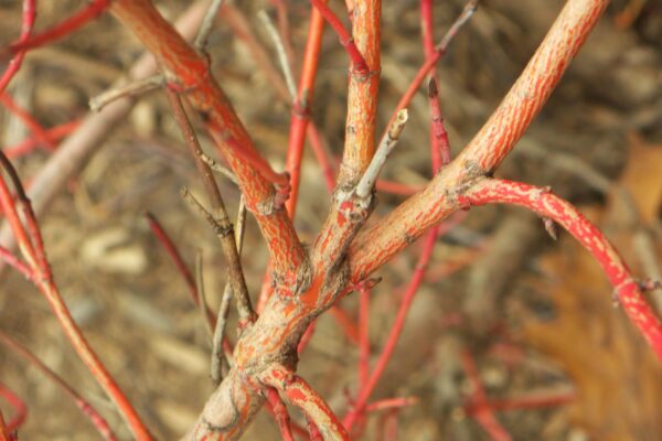 Cornus sericea - Bark