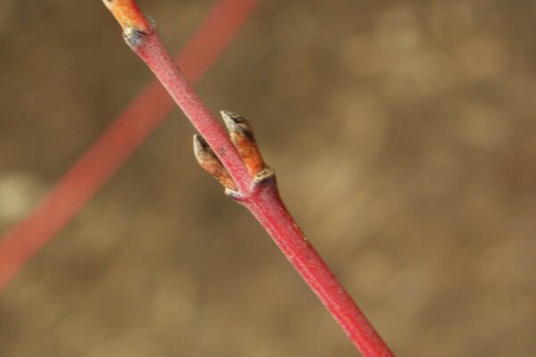 Cornus sericea - Buds