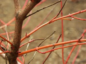 Cornus sericea - Bark