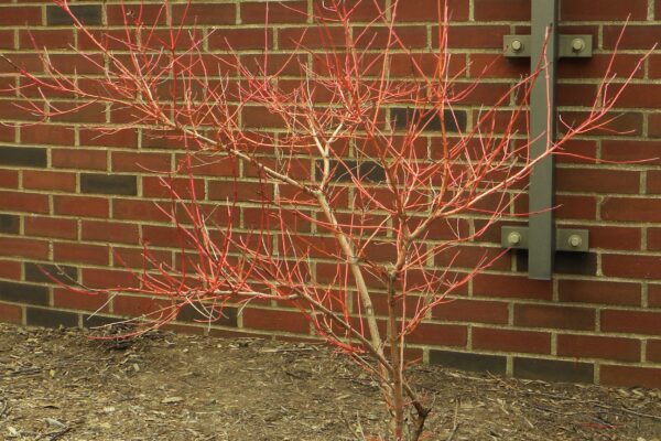 Cornus sericea - Winter Habit