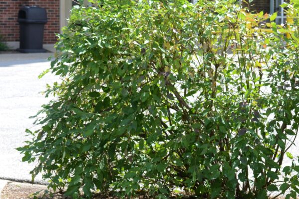 Cornus sericea - Summer Habit