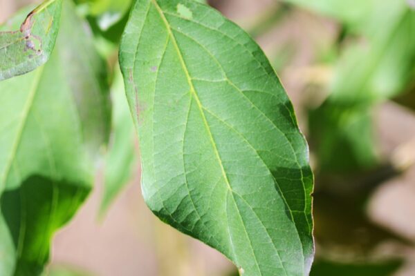 Cornus sericea - Leaf