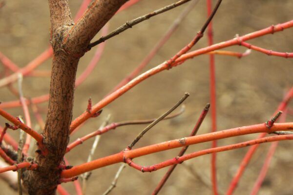 Cornus sericea - Bark