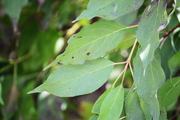 Cornus sericea - Leaves