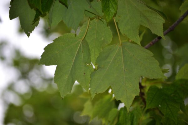 Acer grandidentatum [sold as Rocky Mountain Glow®] - Leaves