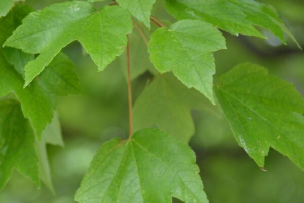 Acer grandidentatum [sold as Rocky Mountain Glow®] - Foliage