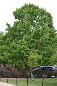 Acer grandidentatum [sold as Rocky Mountain Glow®] - Summer Habit